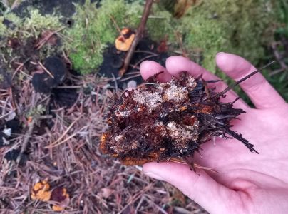 Tr&aacute;movka plotov&aacute;