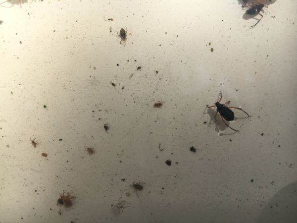 Medovnica Cinara curvipes