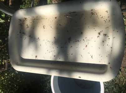 Medovnica Cinara curvipes