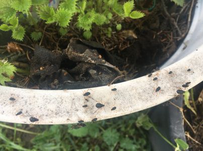 Medovnica Cinara curvipes