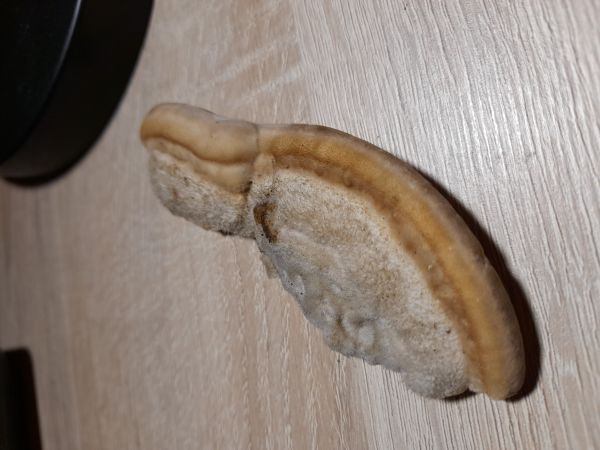 Tr&uacute;dnikovec chlpat&yacute;