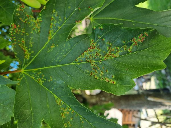 Vlnovn&iacute;k hlavičkov&yacute;