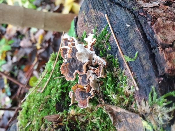 Tr&uacute;dnikovec pestr&yacute;