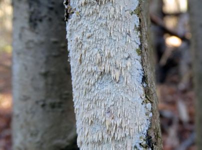 A - nie je v datab&aacute;ze