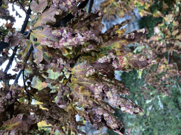 Hrčiarka Neuroterus quercusbaccarum