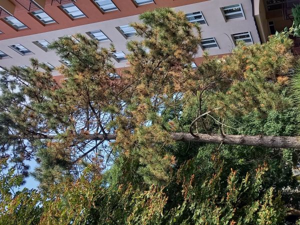 Červen&aacute; sypavka borov&iacute;c