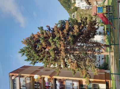 Červen&aacute; sypavka borov&iacute;c