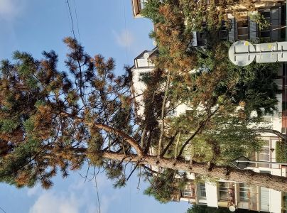 Červen&aacute; sypavka borov&iacute;c