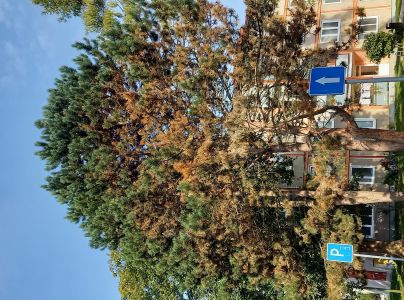 Červen&aacute; sypavka borov&iacute;c