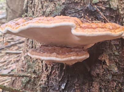 Pr&aacute;chnovček p&aacute;sikav&yacute; 