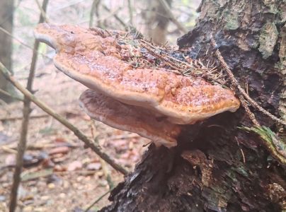 Pr&aacute;chnovček p&aacute;sikav&yacute; 