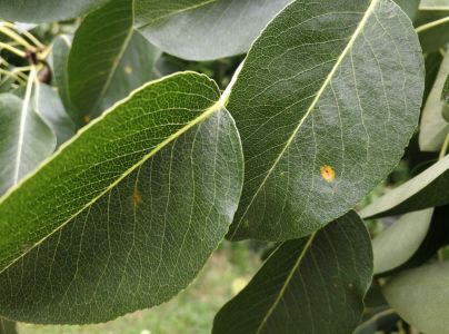 Hrdzavka hru&scaron;kov&aacute;