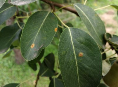 Hrdzavka hru&scaron;kov&aacute;