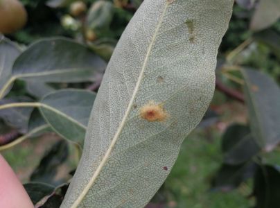 Hrdzavka hru&scaron;kov&aacute;