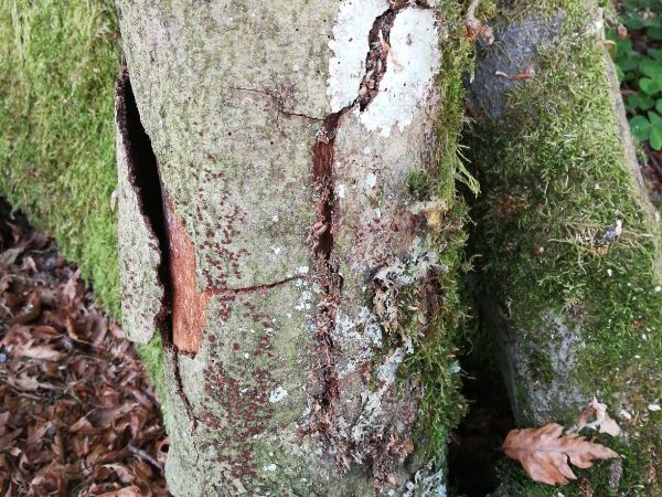 Hlivka &Scaron;arl&aacute;tov&aacute;