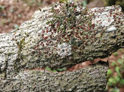 Hlivka &Scaron;arl&aacute;tov&aacute;