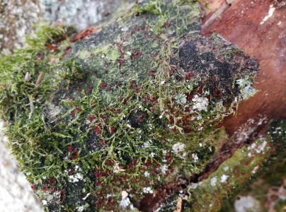 Hlivka &Scaron;arl&aacute;tov&aacute;