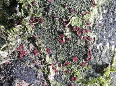 Hlivka &Scaron;arl&aacute;tov&aacute;