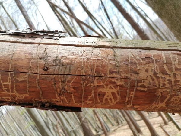 A - nejednoznačne určen&yacute;, nie sme si ist&iacute;