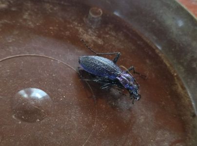 A - nejednoznačne určen&yacute;, nie sme si ist&iacute;