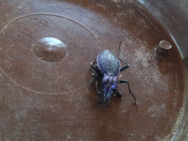 A - nejednoznačne určen&yacute;, nie sme si ist&iacute;