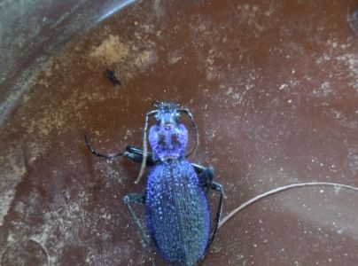 A - nejednoznačne určen&yacute;, nie sme si ist&iacute;