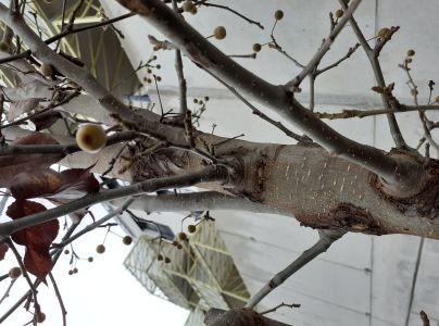 A - nejednoznačne určen&yacute;, nie sme si ist&iacute;