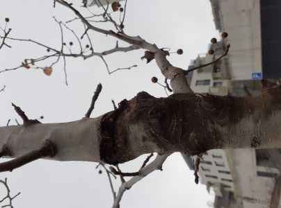 A - nejednoznačne určen&yacute;, nie sme si ist&iacute;