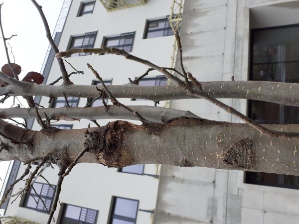 A - nejednoznačne určen&yacute;, nie sme si ist&iacute;