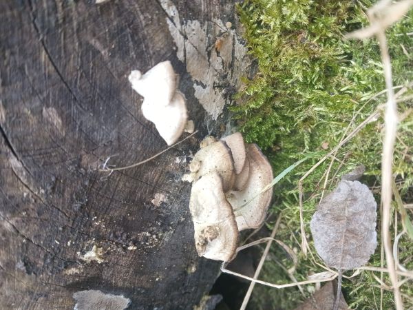 Sivop&oacute;rovka tmav&aacute;