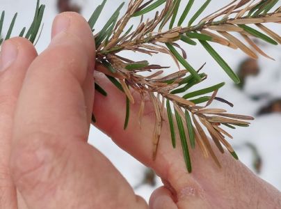 Sypavka jedľov&aacute;