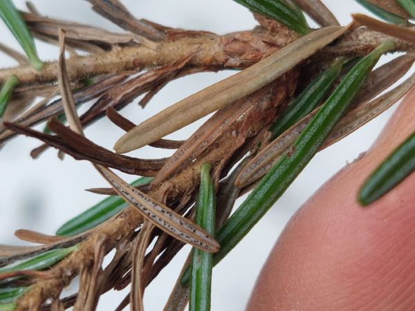 Sypavka jedľov&aacute;