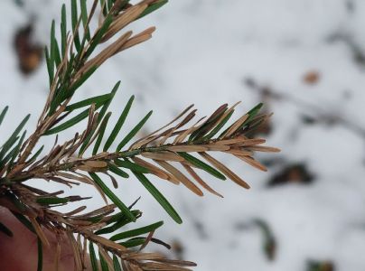 Sypavka jedľov&aacute;