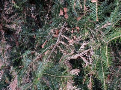 Sypavka jedľov&aacute;