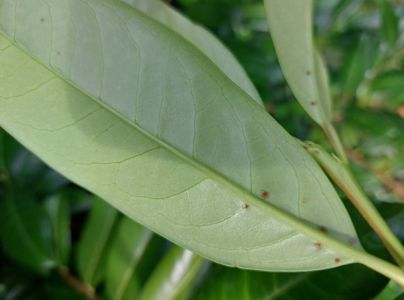 A - nejednoznačne určen&yacute;, nie sme si ist&iacute;