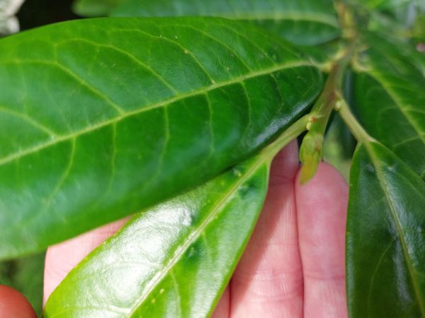 A - nejednoznačne určen&yacute;, nie sme si ist&iacute;