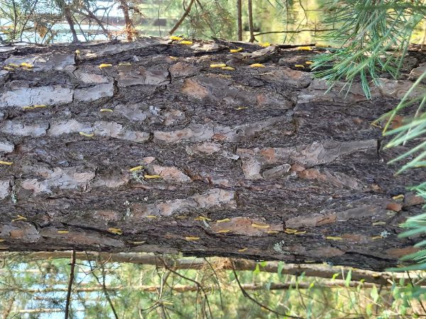 Hreben&aacute;rka borovicov&aacute; 