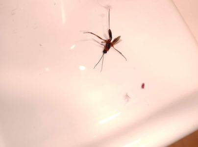 A - nejednoznačne určen&yacute;, nie sme si ist&iacute;