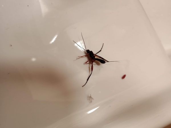 A - nejednoznačne určen&yacute;, nie sme si ist&iacute;