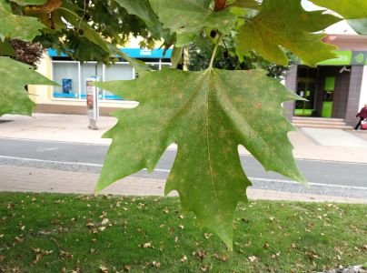 Sietnička platanov&aacute;