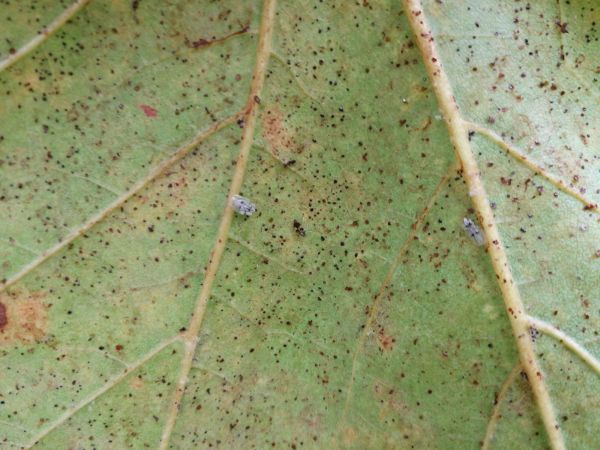 Sietnička platanov&aacute;