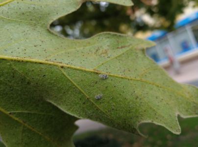 Sietnička platanov&aacute;