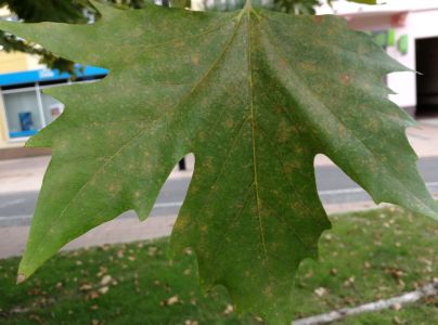 Sietnička platanov&aacute;