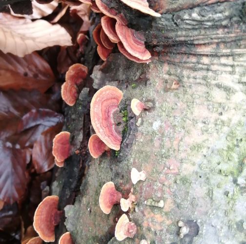 Natália Tarageľová