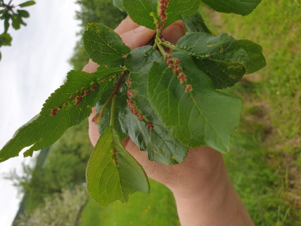 Roztoč Eriophyes similis