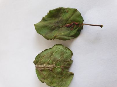 Roztoč Eriophyes similis