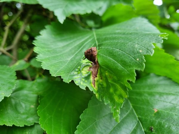 Vlnačka hladk&aacute;