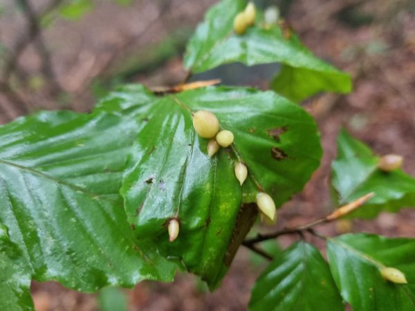 Byľomor bukov&yacute;