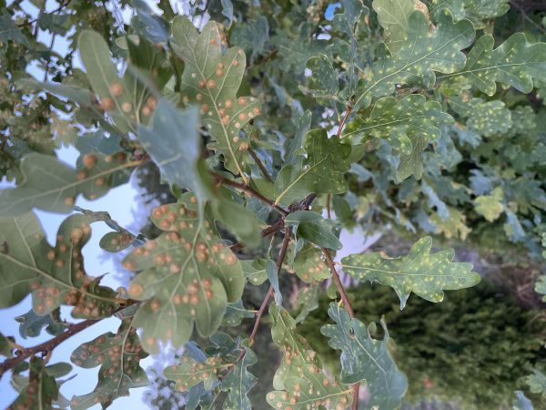 Hrčiarka Neuroterus quercusbaccarum