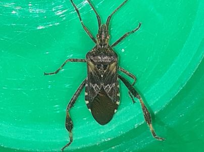 Obrubnica americk&aacute;